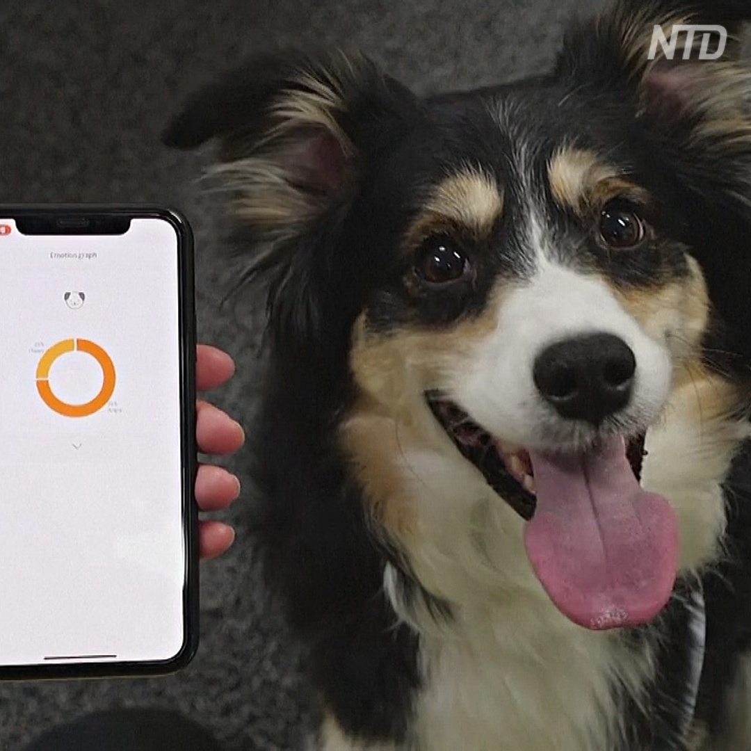 «Умный» ошейник расшифровывает для владельцев эмоции собаки «Умный» ошейник расшифровывает для владельцев эмоции собаки