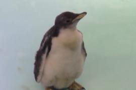 В Мехико вывели первого в неволе субантарктического пингвина