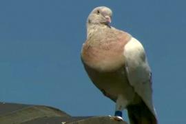 13 тыс. км из США в Австралию: спасут ли голубя Джо