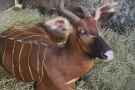 Как в Кении выводят редких лесных антилоп бонго