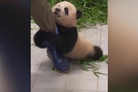 Видео с детёнышем панды, не отпускающим смотрителя, стало вирусным