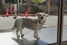 В Турции собака неделю ждала хозяина возле больницы