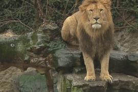 Амстердамский зоопарк из-за нехватки денег отдаёт львов Франции
