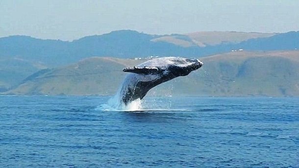Прыжок 40-тонного кита над водой сняли на видео