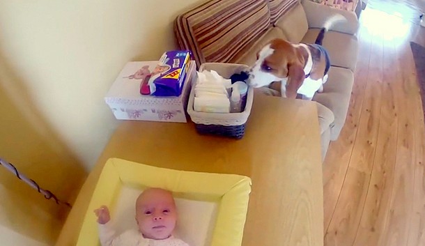 Как пёс помогает менять подгузники младенцу. Весёлое видео.