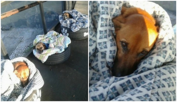 Бразилия: зачем бездомным собакам открыли двери автовокзала