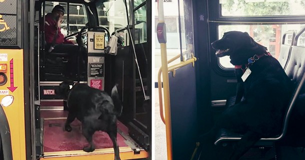 Пёс самостоятельно ездит на прогулку на автобусе