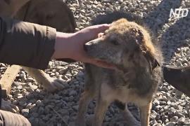 Собачий приют в Косове выхаживает животных и отправляет в новые дома в Европе и США