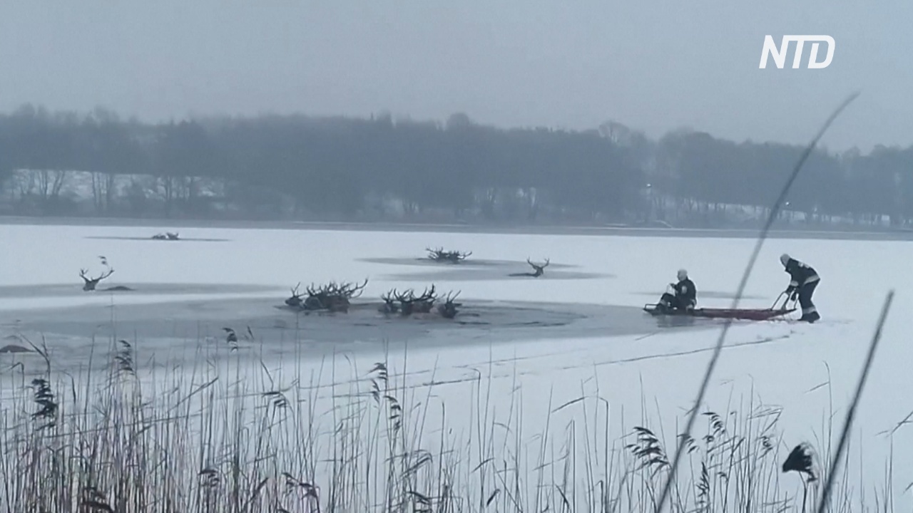 Польские пожарные спасли 15 оленей, провалившихся под лёд