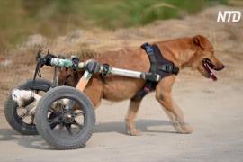 В Таиланде собаки-инвалиды бегают с помощью колясок