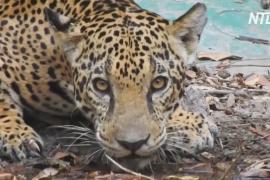 Фотоловушки в гватемальских джунглях засняли жизнь ягуаров