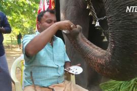 Курорт для слонов: как в Индии отдыхают толстопятые