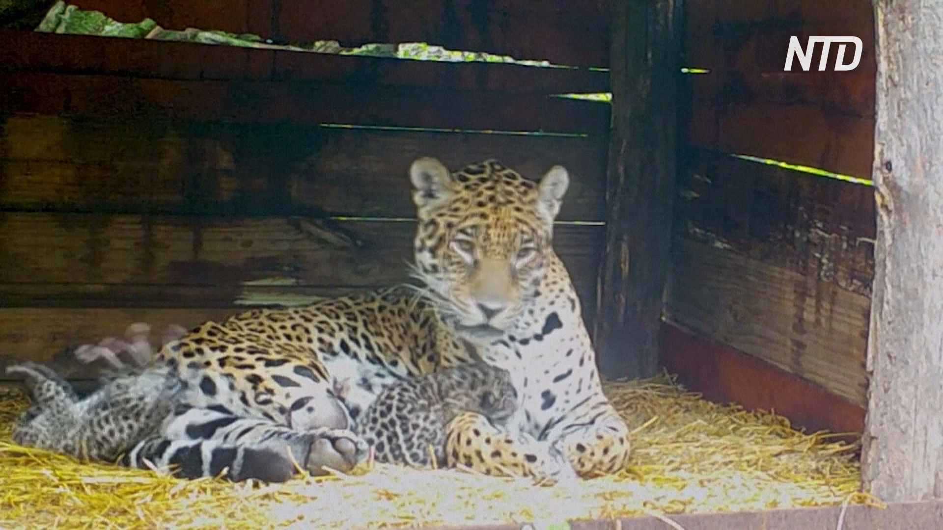 В Аргентине самка ягуара, живущая в неволе, принесла детёнышей от дикого самца