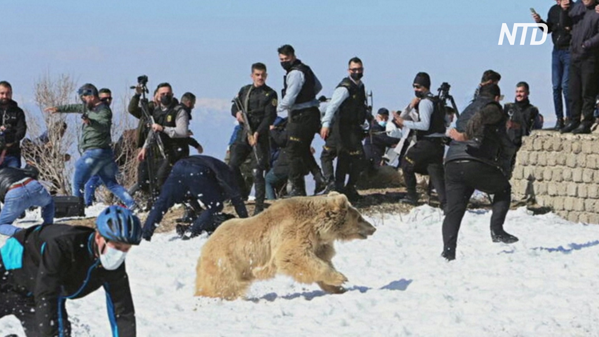В Ираке выпустили в дикую природу спасённых редких медведей