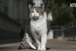 Кот Ларри отмечает 10 лет службы главным мышеловом на Даунинг-стрит