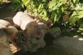 Тигрята в пакистанском зоопарке, вероятно, умерли от коронавируса