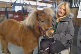 В США миниатюрные лошади-терапевты во время пандемии перешли на «удалёнку»