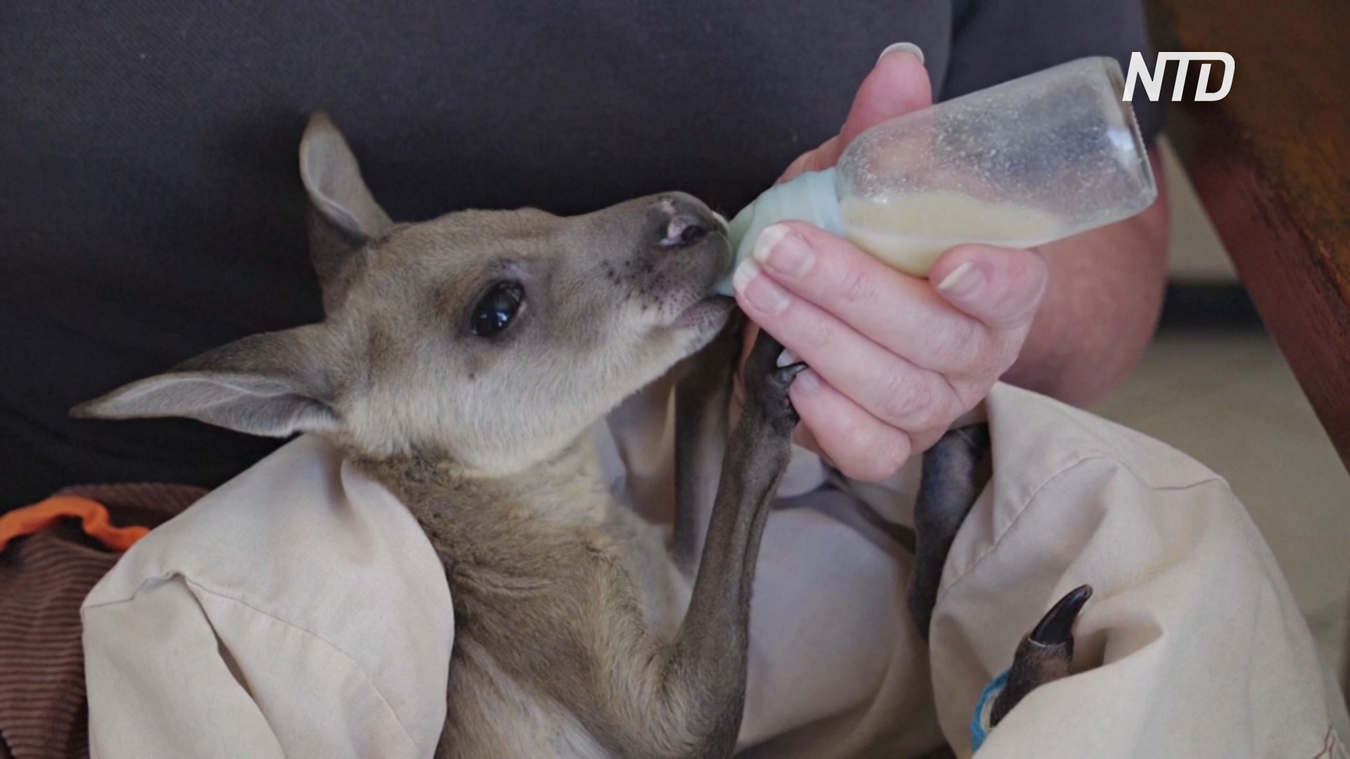 Австралийка за 10 лет вырастила более 200 осиротевших кенгурят и валлаби