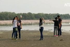 Колонии розовых фламинго привлекают любителей природы в Индии