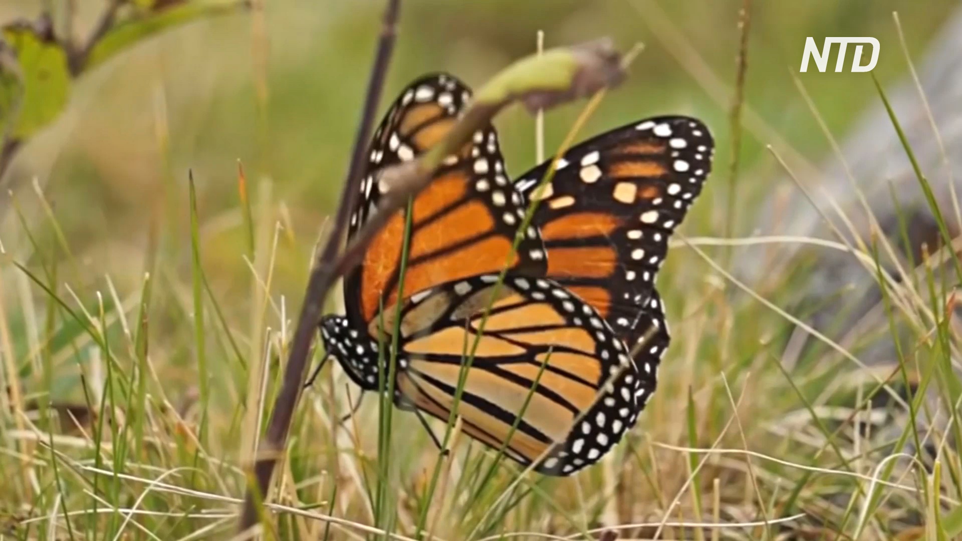 В знаменитый заповедник бабочек в Мексике вернулись насекомые, но не туристы