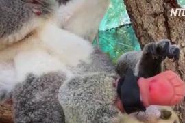 Австралийский стоматолог сделал первый в мире протез лапы для коалы