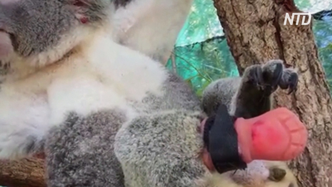 Австралийский стоматолог сделал первый в мире протез лапы для коалы