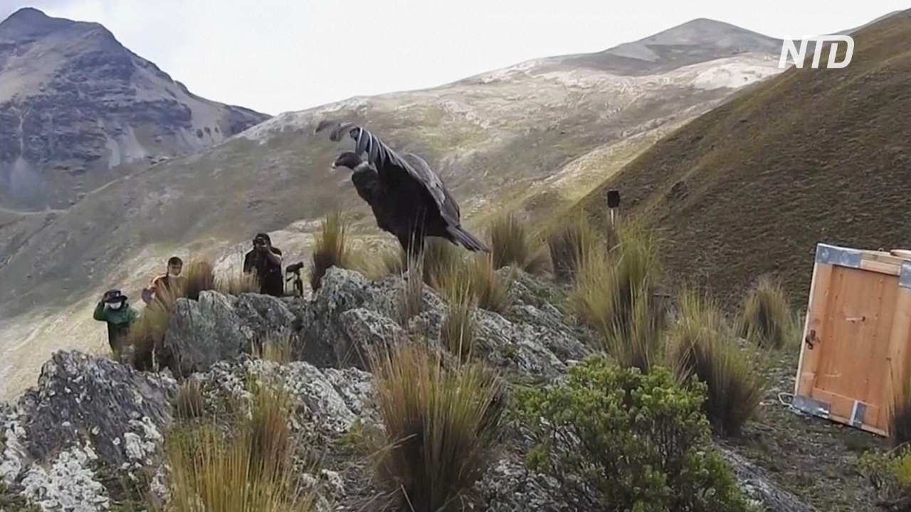 В горах Боливии выпустили двух спасённых андских кондоров