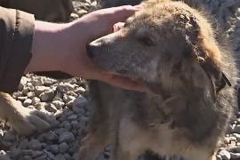 Приют в Косове ищет собакам хозяев в Европе и США