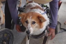Тайские собаки-инвалиды весело бегают с помощью колясок