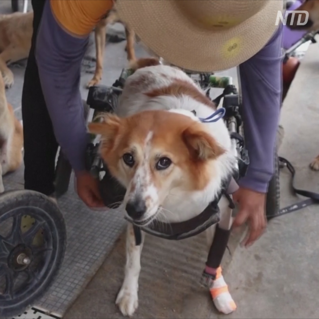 Тайские собаки-инвалиды весело бегают с помощью колясок
