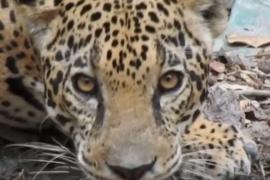 Фотоловушки в Гватемале помогают понаблюдать за ягуарами