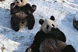 Как панды-близнецы впервые увидели снег