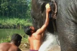 Как проходит отпуск храмовых слонов в Индии