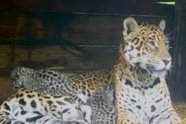 Как самка ягуара, живущая в неволе, принесла детёнышей от дикого самца