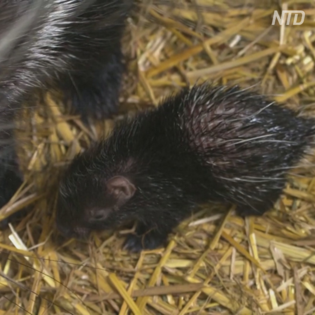 В бельгийском зоопарке впервые за 25 лет родились дикобразы