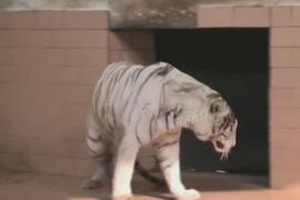 Тигрята в пакистанском зоопарке умерли от COVID?