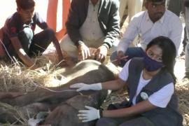 Как в Индии лечат больного слонёнка, которого бросила мать