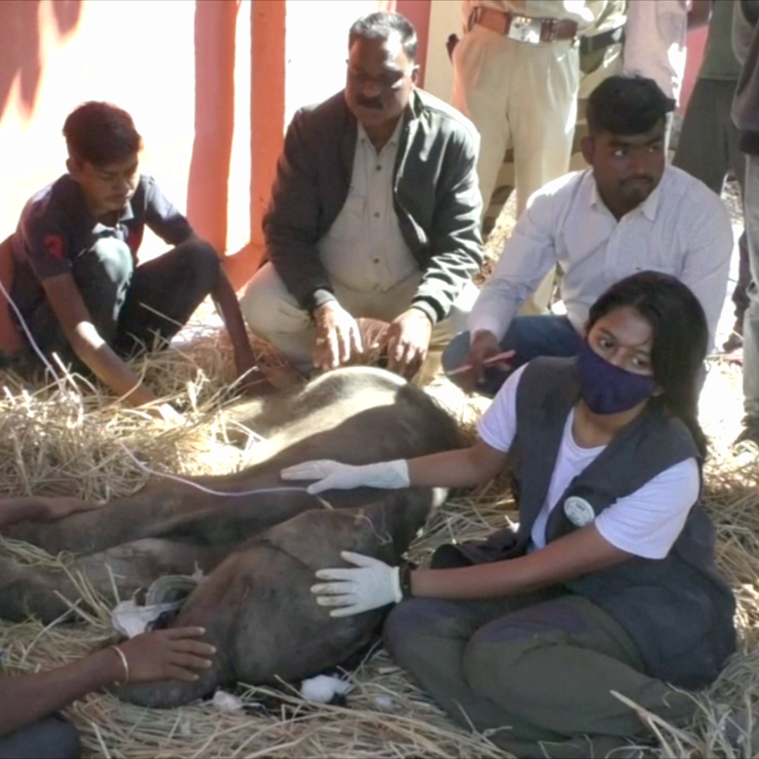 Как в Индии лечат больного слонёнка, которого бросила мать