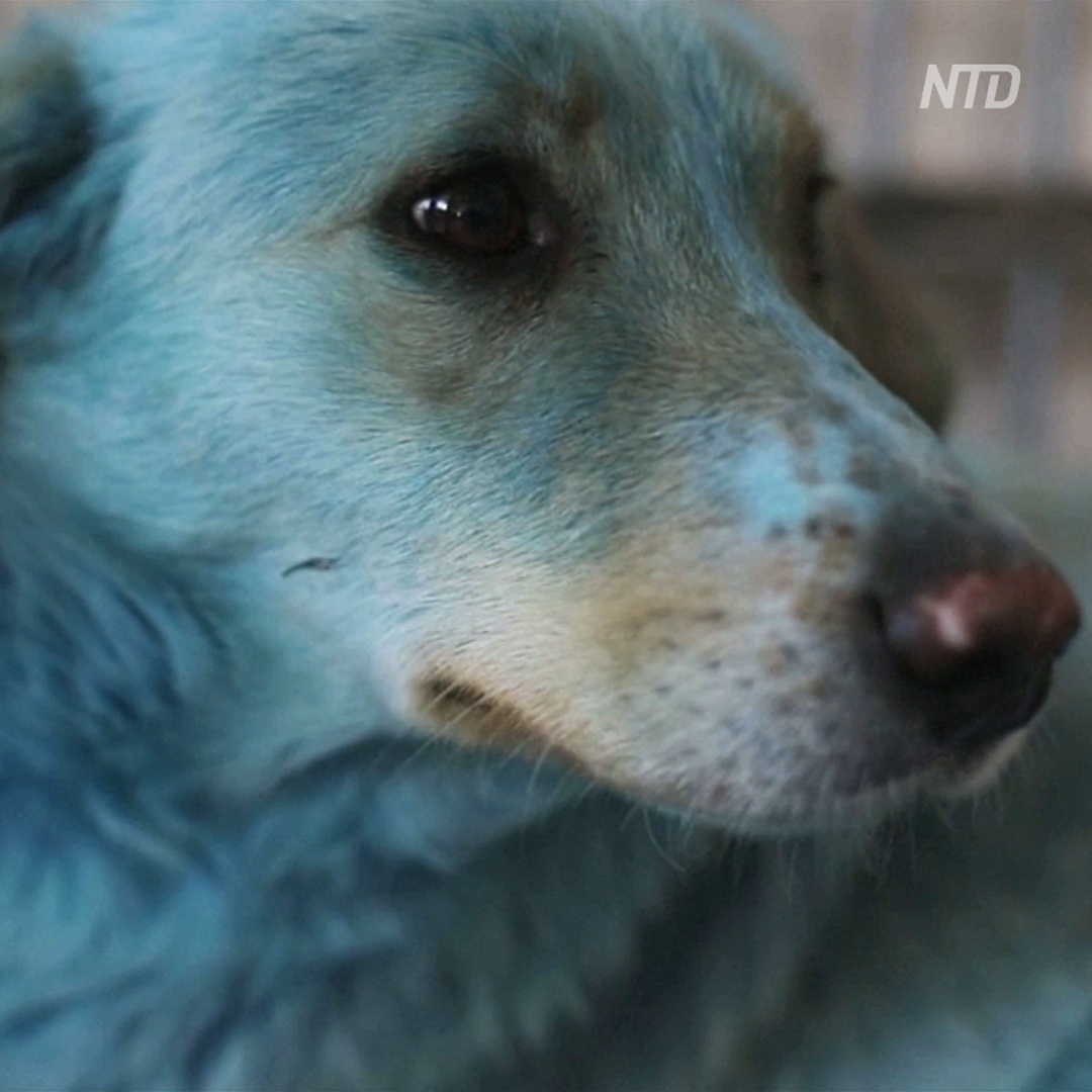 Под Нижним Новгородом обнаружили синих собак