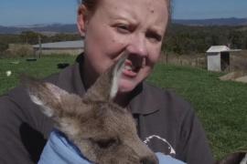 Няня для кенгуру: австралийка спасла 200 детёнышей за 10 лет