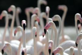 Индийцы любуются тысячами фламинго