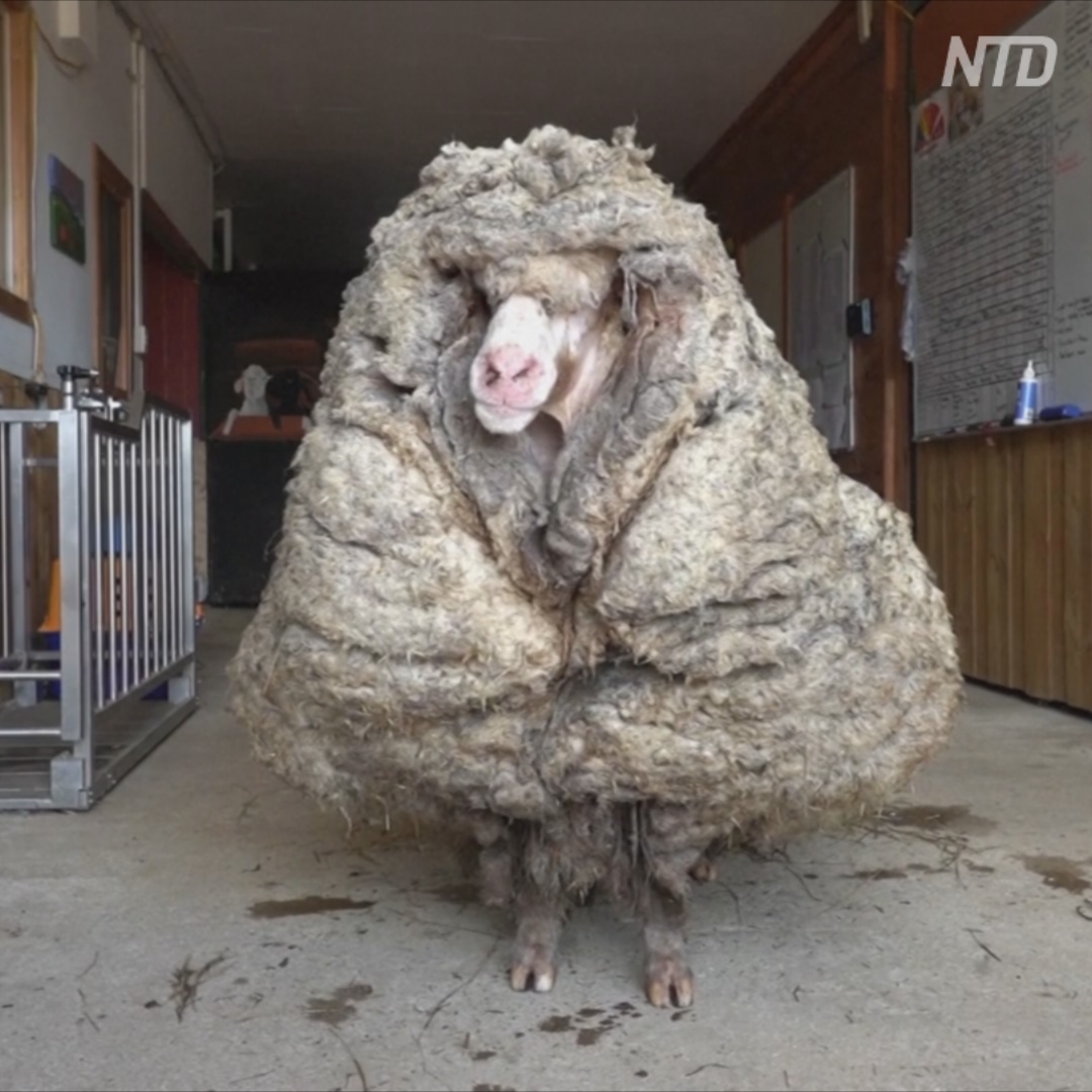 В Австралии нашли сбежавшую овцу, носившую на себе 35 кг шерсти