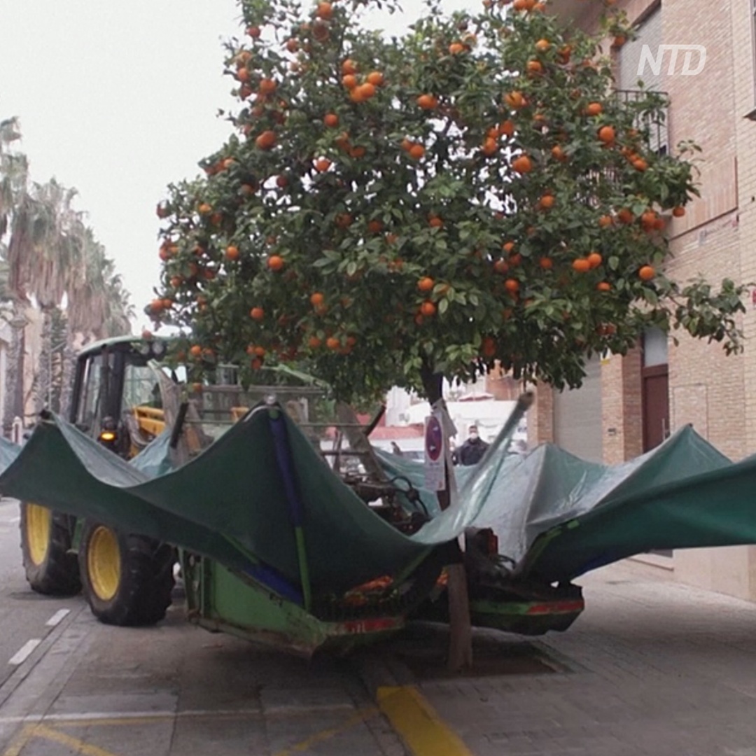 Как чудо-машина стряхивает апельсины в испанской Валенсии