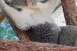 Первый в мире протез лапы для коалы сделали в Австралии