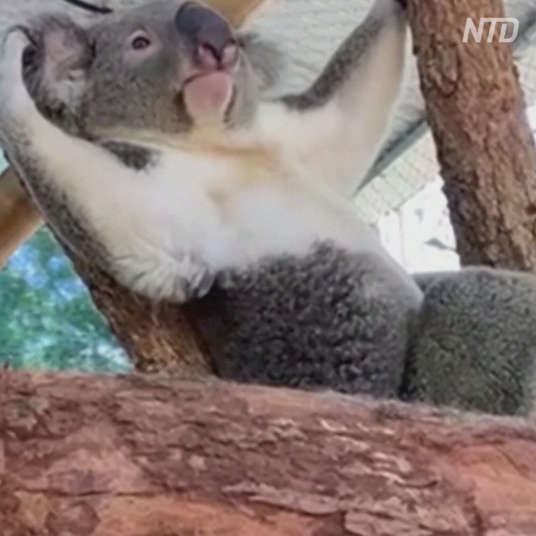 Первый в мире протез лапы для коалы сделали в Австралии