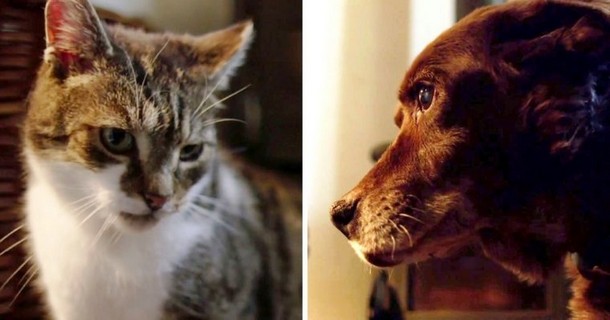 Как изменилась жизнь слепой собаки после появления кошки