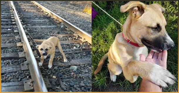 Мужчина не дал собаке умереть под колёсами поезда Мужчина не дал собаке умереть под колёсами поезда