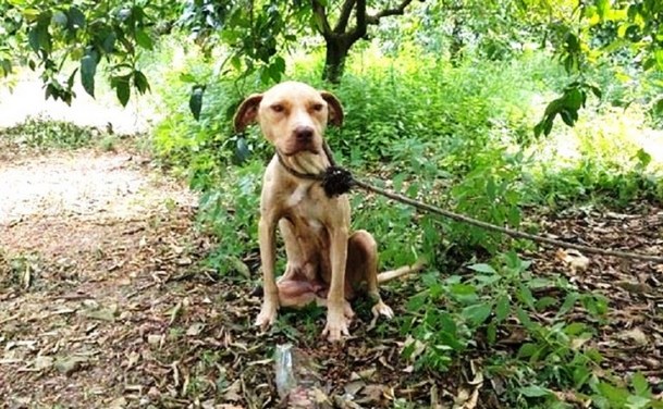 Привязанная собака продержалась 10 дней и спасла щенков