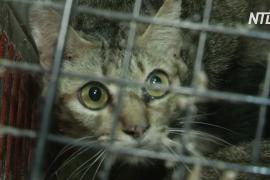 В Таиланде спасли 300 кошек, брошенных в двух квартирах