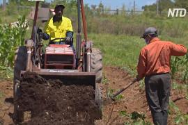 Конголезский беженец выращивает африканские овощи в Австралии